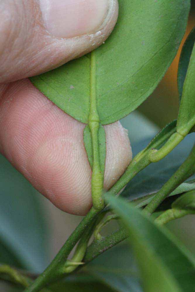              Petiole (Riverside, CA)       